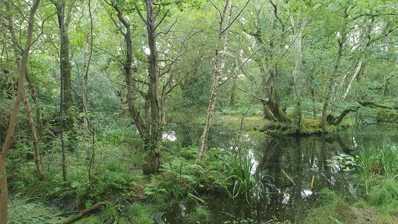 Woodland with pond on Ferndown Trail